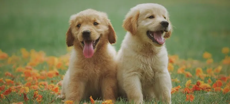 Two dogs