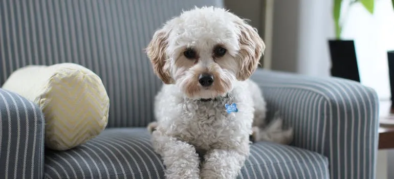 A dog on the sofa 