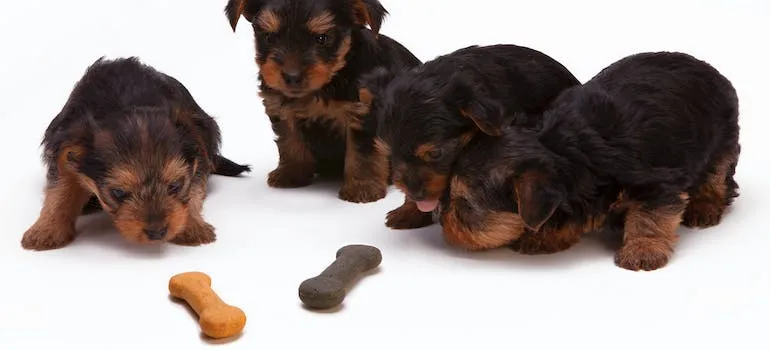Puppies with treats