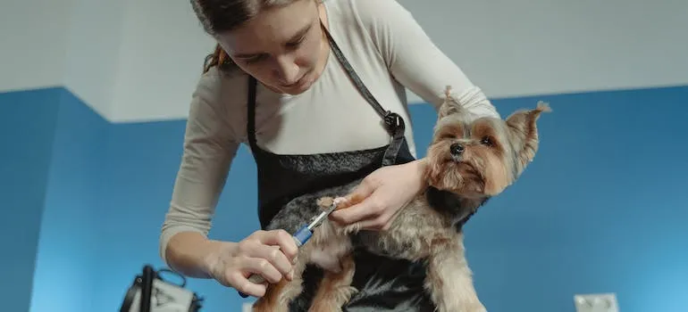 A woman grooming a dog in one of the pet friendly places and services in Columbia MD