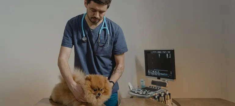 A vet holding a dog 