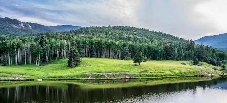 Water near trees