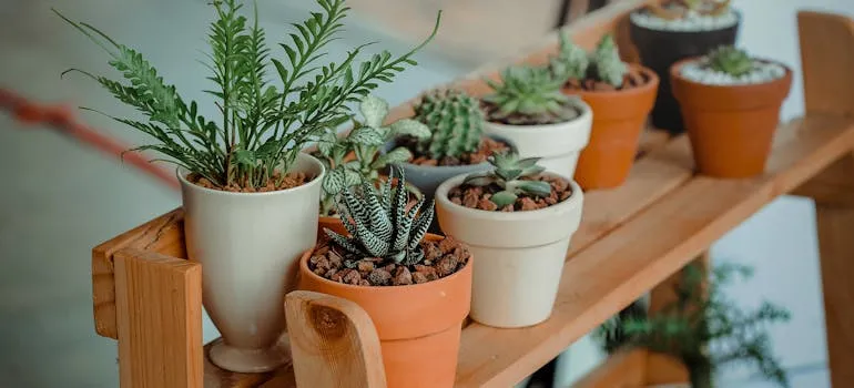 Indoor plants