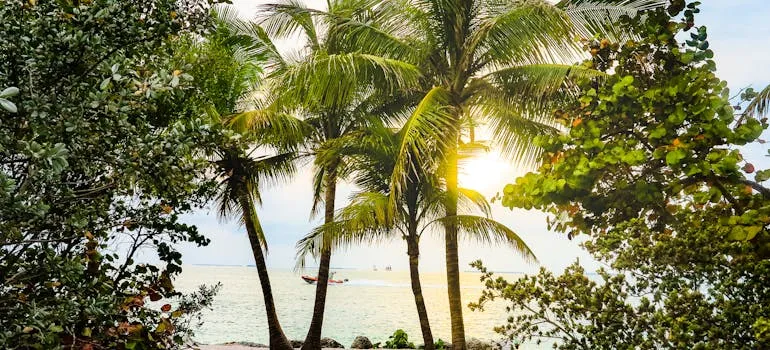 Coconut trees in Florida 