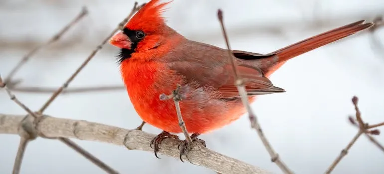 A bird on the tree