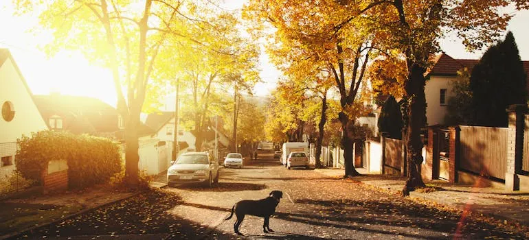 A dog on the street in one of the suburbs in Austin for former DC residents