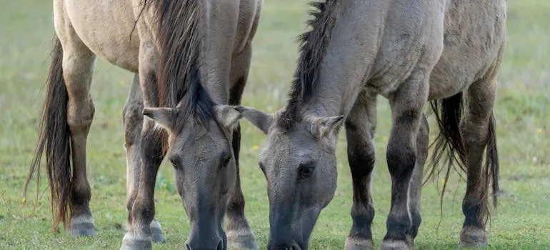 Two horses