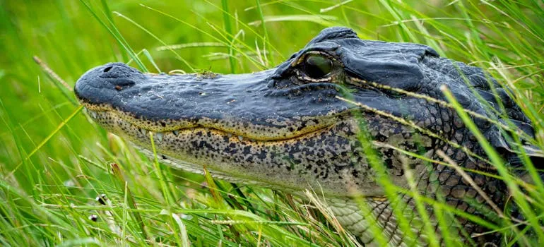 A crocodile in Everglades, one of the places for families relocating from Maryland to Florida