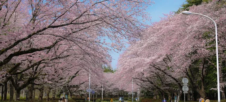 People attending Cherry Blossom, one of the festivals and events in Washington DC