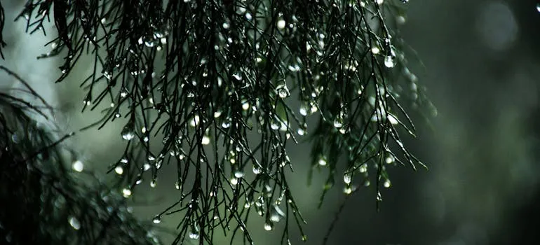 Wet leaves