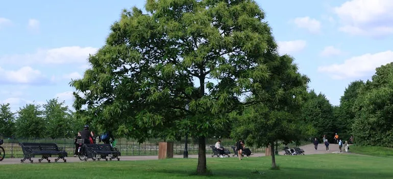 People in the park