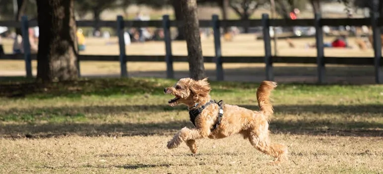 A dog running in the park