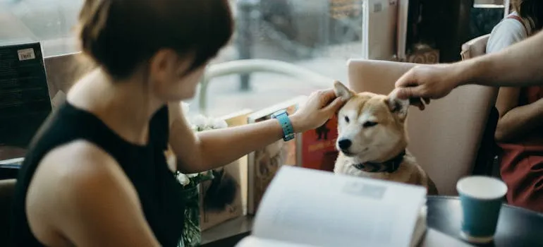 A person moving pets from Maryland to Texas