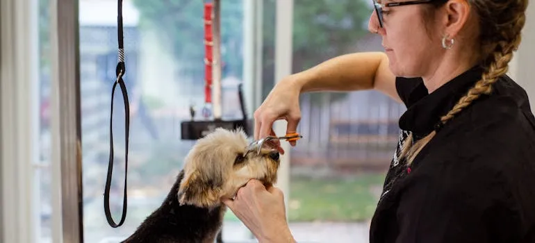 A woman preparing a dog for moving pets from Maryland to Texas