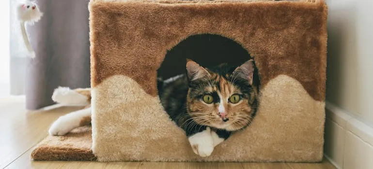 A cat in the house