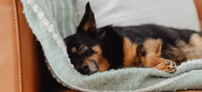 A dog on the blanket
