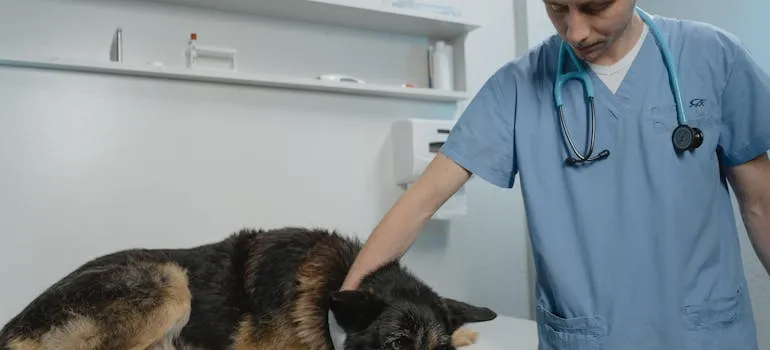 A dog at the vet office