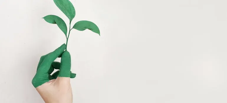 A person holding a green leaf 