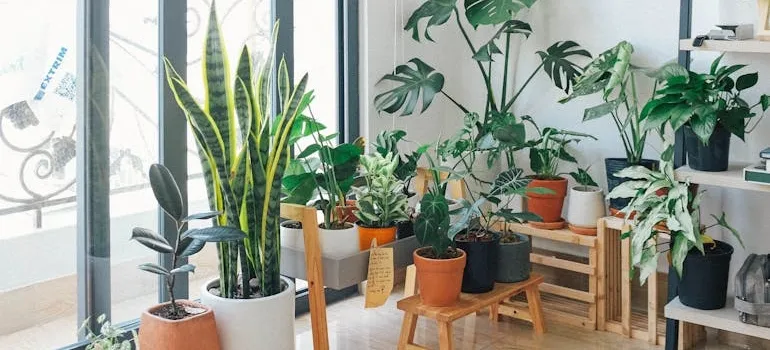 Plants in the room